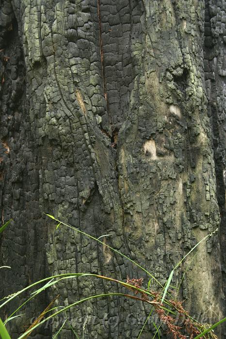 Burnt Bark and Grasses, Sherbrook Park.JPG